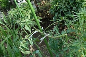 D12018-VEG-0745.jpg