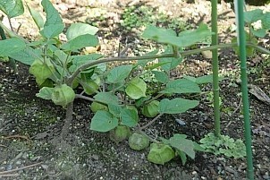 D12018-VEG-0933.jpg