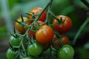 D12018-VEG-1013.jpg