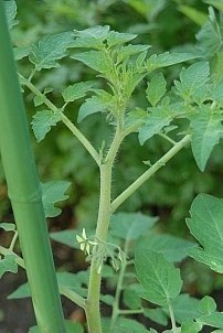 D2017-VEG-0517.jpg