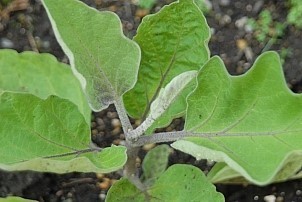 D2017-VEG-0528.jpg