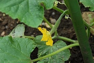 D2017-VEG-0574.jpg