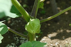 D2017-VEG-0637.jpg