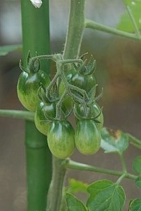 D2017-VEG-0689.jpg