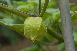 D2017-VEG-0927.jpg