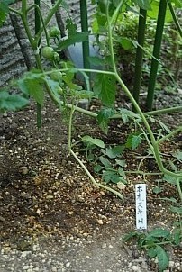 D92017-VEG-0942.jpg