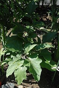 D92017-VEG-0967.jpg