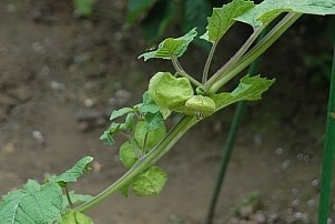 D92017-VEG-1093.jpg