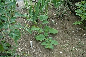 D92017-VEG-1155.jpg