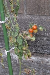 D92017-VEG-1206.jpg