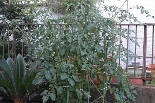 D92017-VEG-1287.jpg