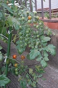 D92017-VEG-1288.jpg