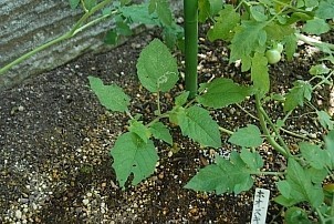 D92017-VEG-1291.jpg