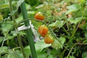 D92017-VEG-1408.jpg