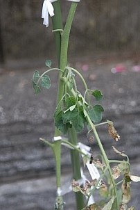 D92017-VEG-1427.jpg