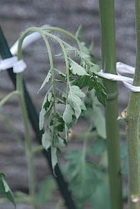 D92017-VEG-1428.jpg