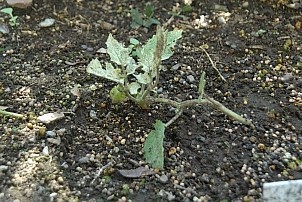 D92017-VEG-1610.jpg