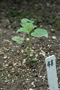 D92017-VEG-1654.jpg