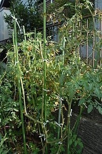 D92017-VEG-1698.jpg