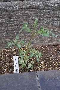 D92017-VEG-1730.jpg