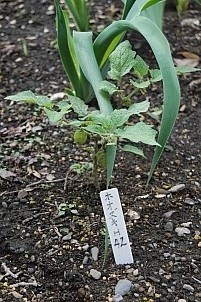 D92017-VEG-1740.jpg