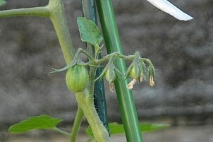 D92017-VEG-1804.jpg