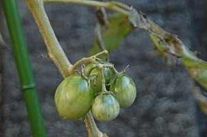 D92017-VEG-1843.jpg