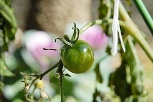 D92017-VEG-1905.jpg