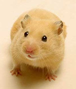 mini_Rodentia03.jpg