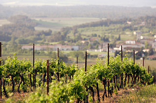 Jefford-Gaillac-vineyards-Alamy-BBPMKC.jpg