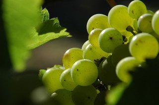 Sauvignon-Blanc-grapes.jpg