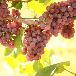 double-a-vineyards-gewurz2-grapevines.jpg