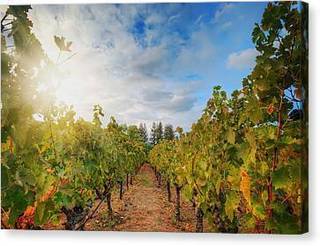 grape-vineyard-robert-mondavi.jpg