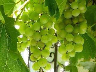 grapes-1657199_640.jpg