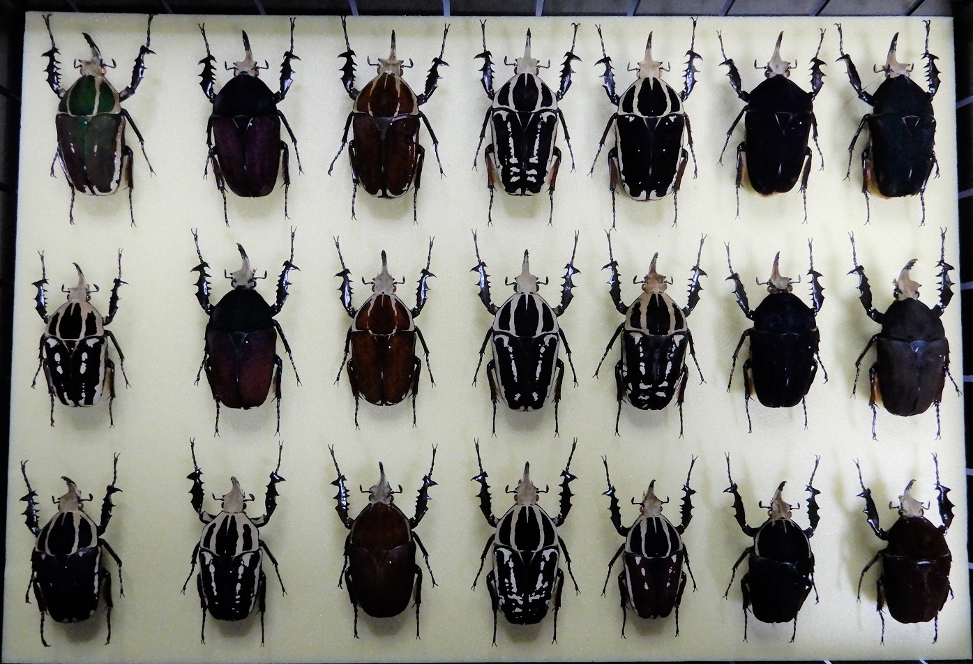 ウガンデンシス 昆虫標本: Beetles Breeding BLOG part2
