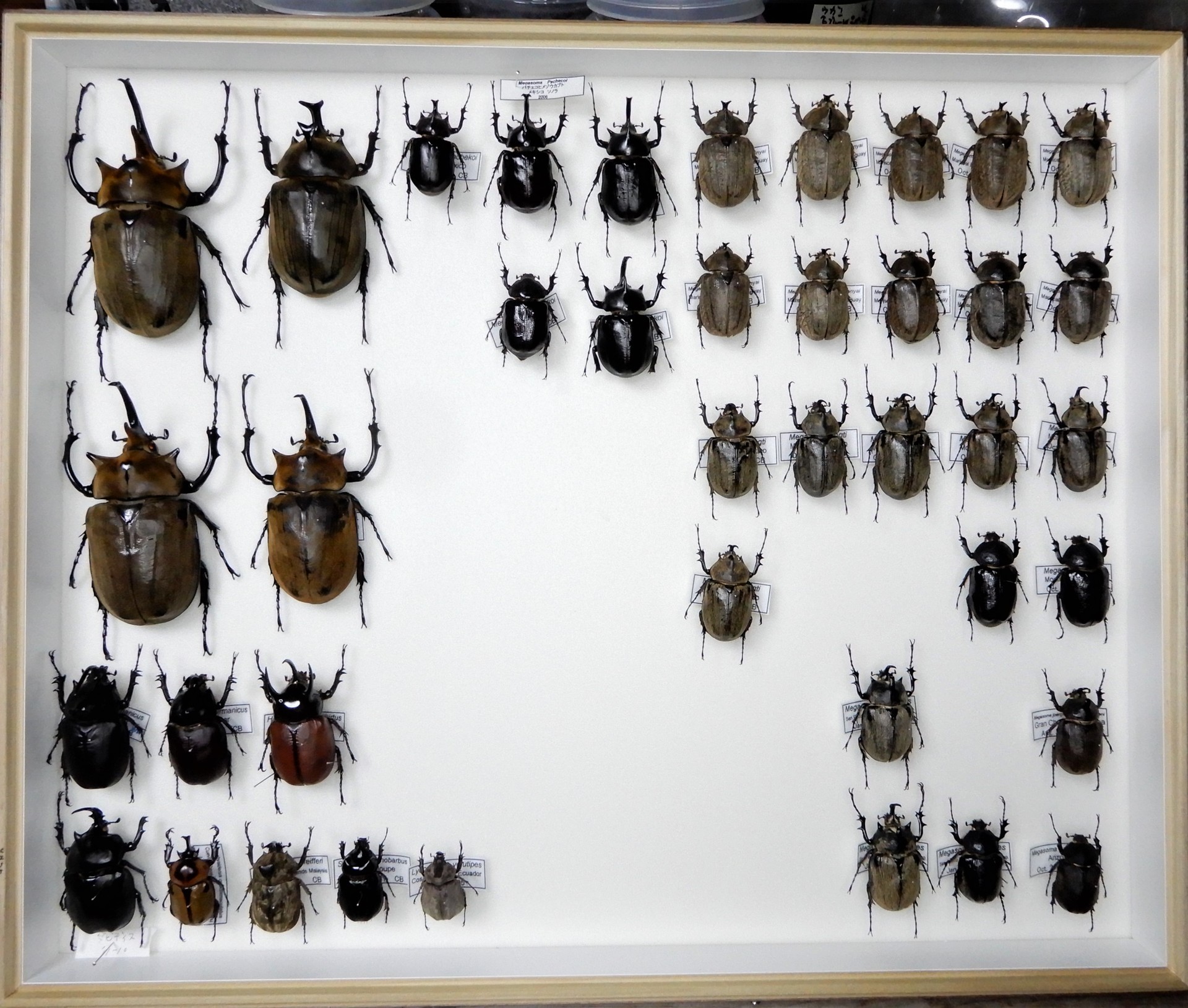 小型メガソマ他 Beetles Breeding Blog Part2