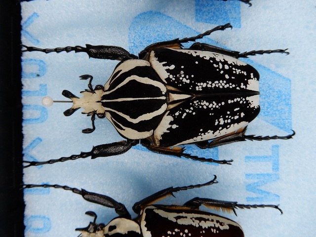 ゴライアス カシクス 昆虫標本: Beetles Breeding BLOG part2