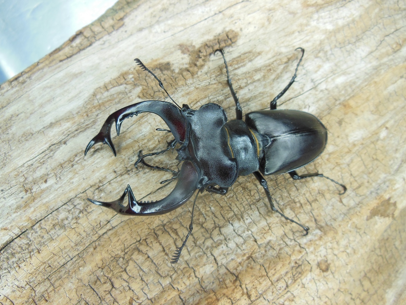 アクベシアヌス: Beetles Breeding BLOG part2