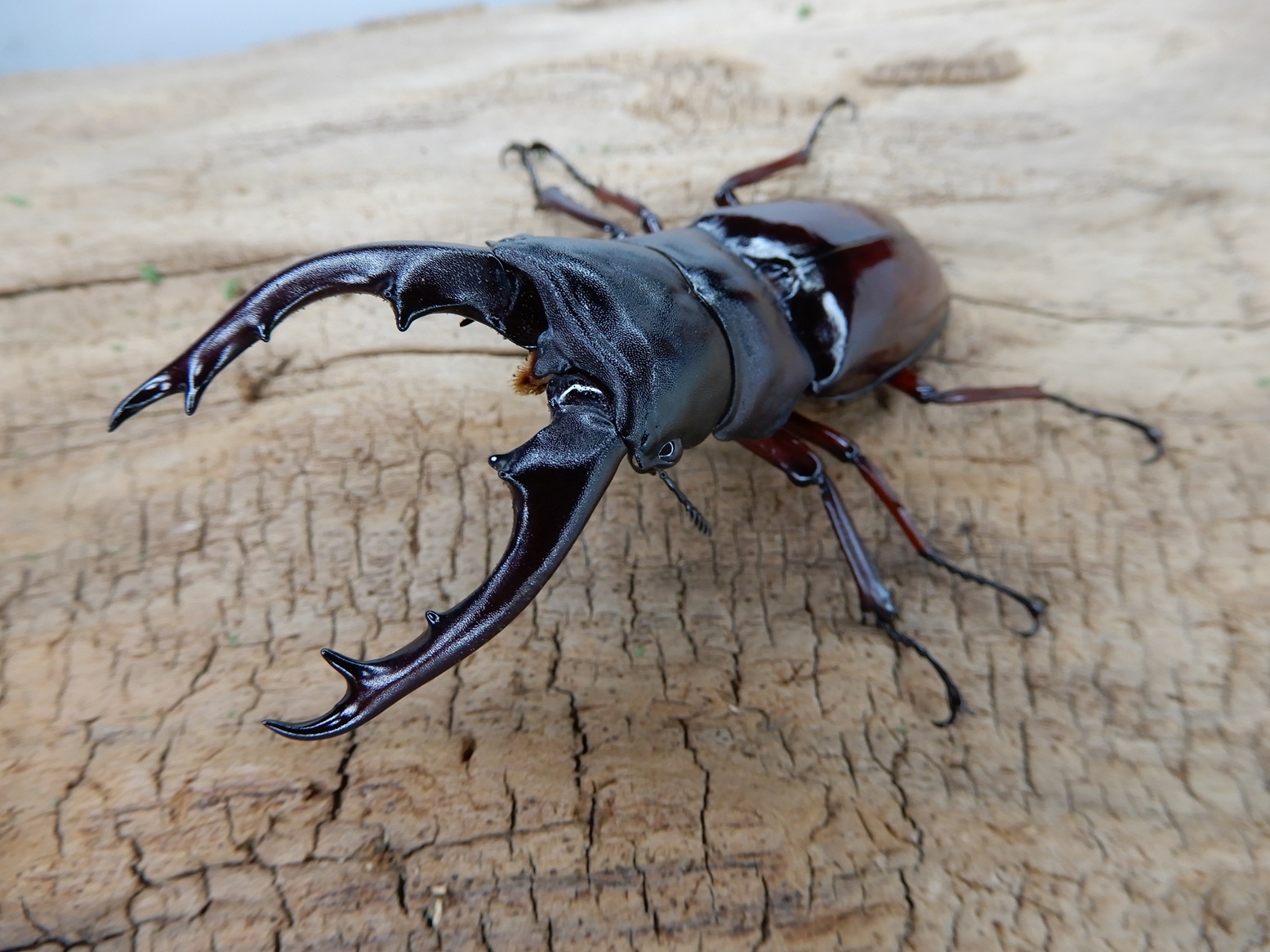 テトラオドンミヤマ Lucanus tetraodon: Beetles Breeding BLOG part2