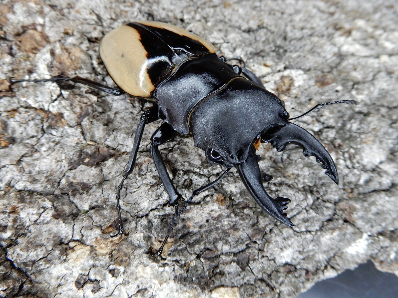 ブルマイスターツヤクワガタ Odontolabis burmeisteri: Beetles