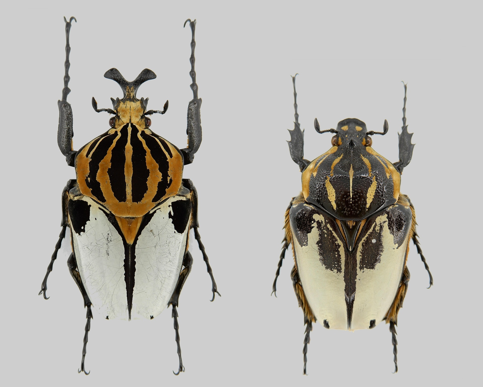 ゴライアスカシクス Goliathus casicus: Beetles Breeding BLOG part2