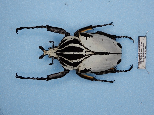 クワドリマクラトス 昆虫標本: Beetles Breeding BLOG part2