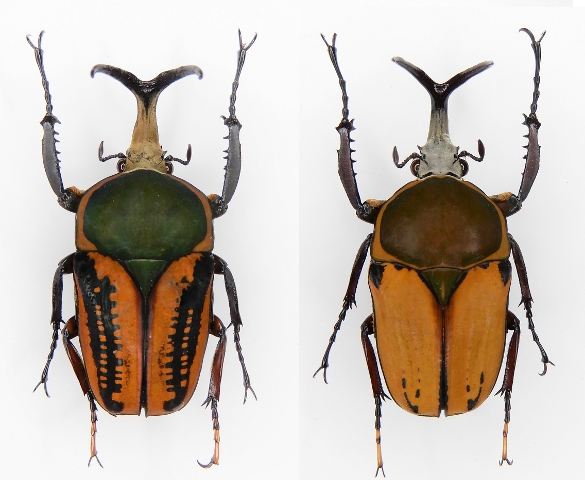 ハリシサスマタカナブン 昆虫標本: Beetles Breeding BLOG part2