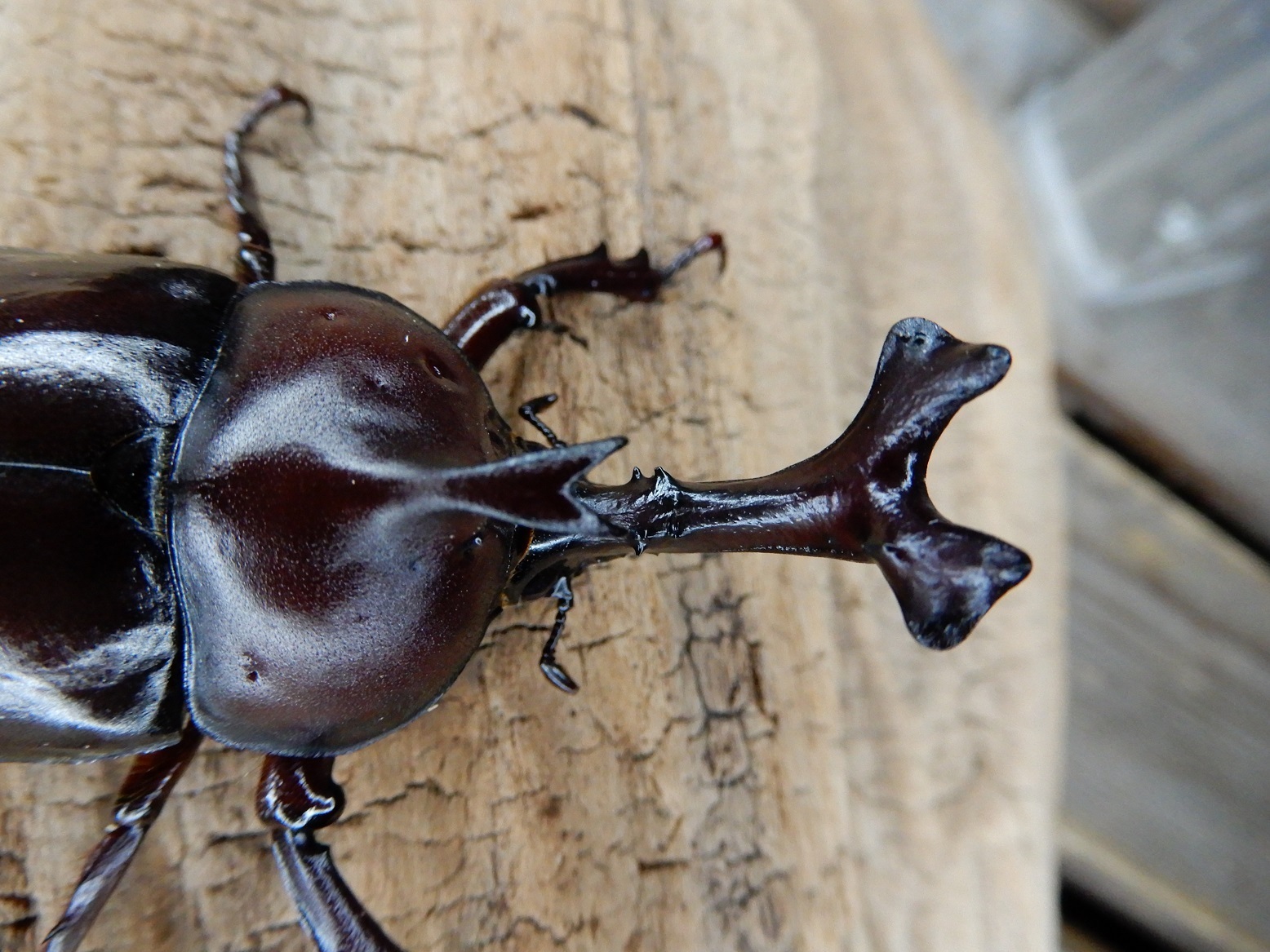 奇形の国産カブト Beetles Breeding Blog Part2