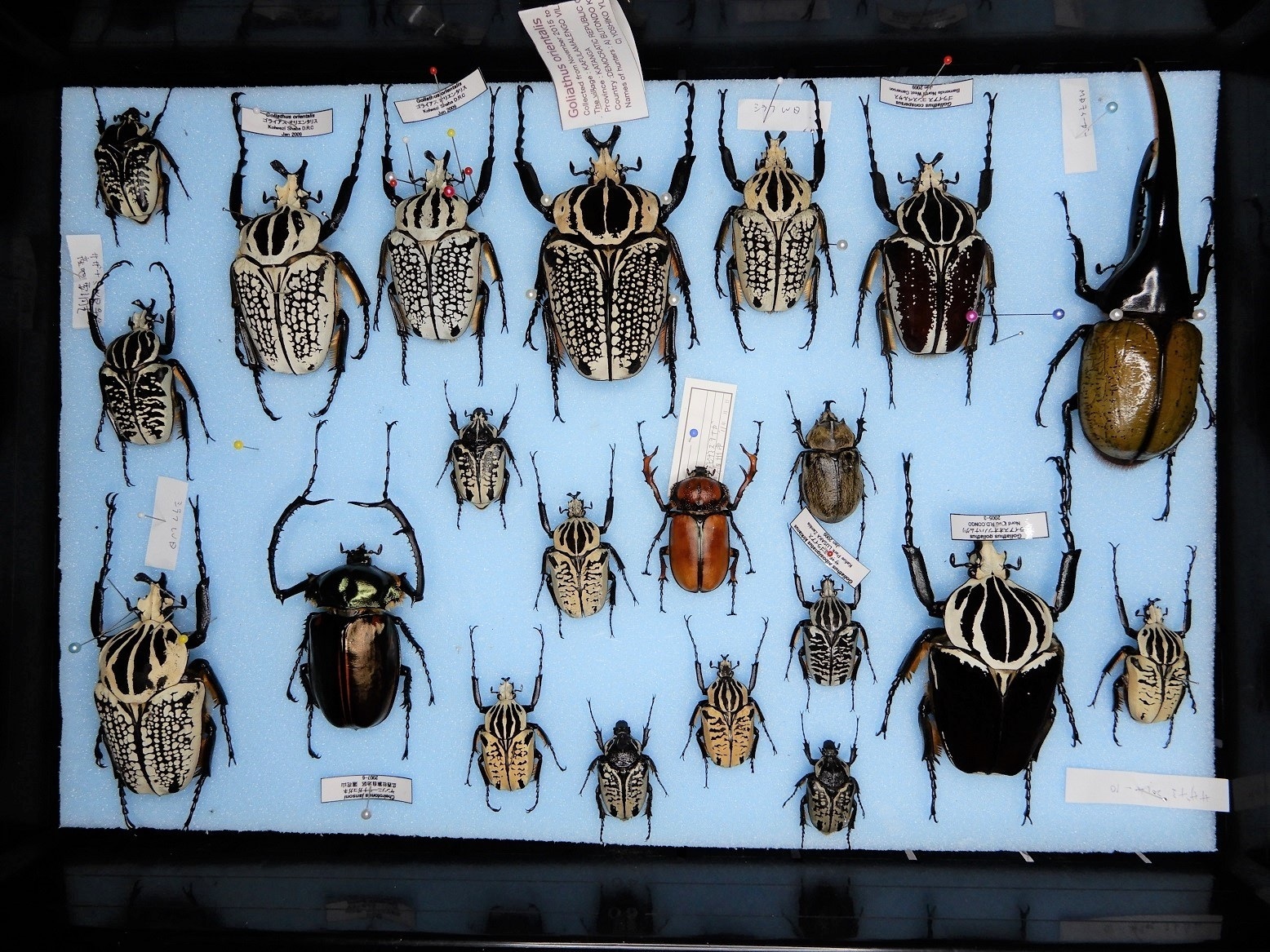 乾燥中の昆虫標本 その３: Beetles Breeding BLOG part2