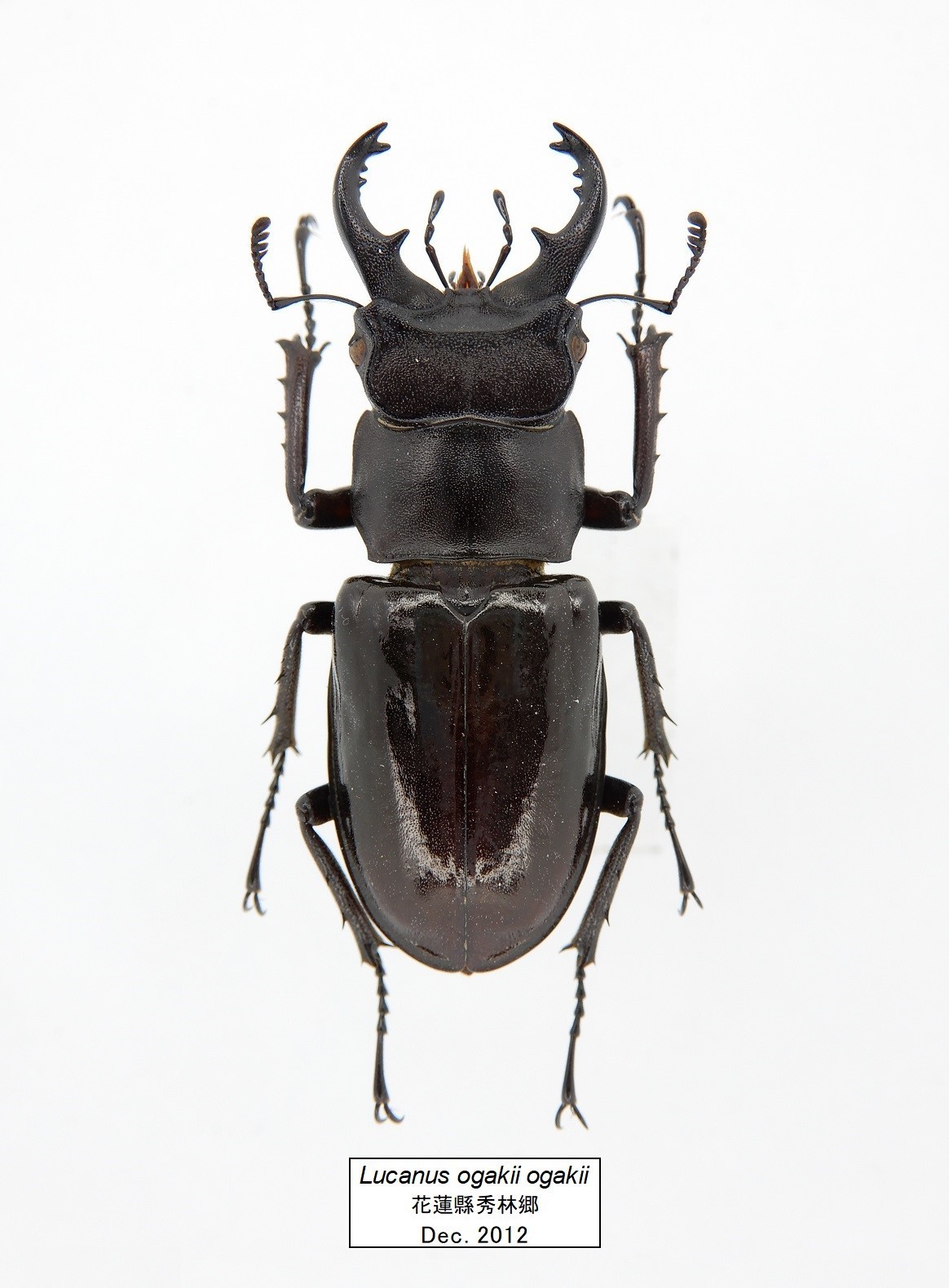 Lucanus ogakii ogakii クロアシミヤマ（原名亜種）: Beetles Breeding