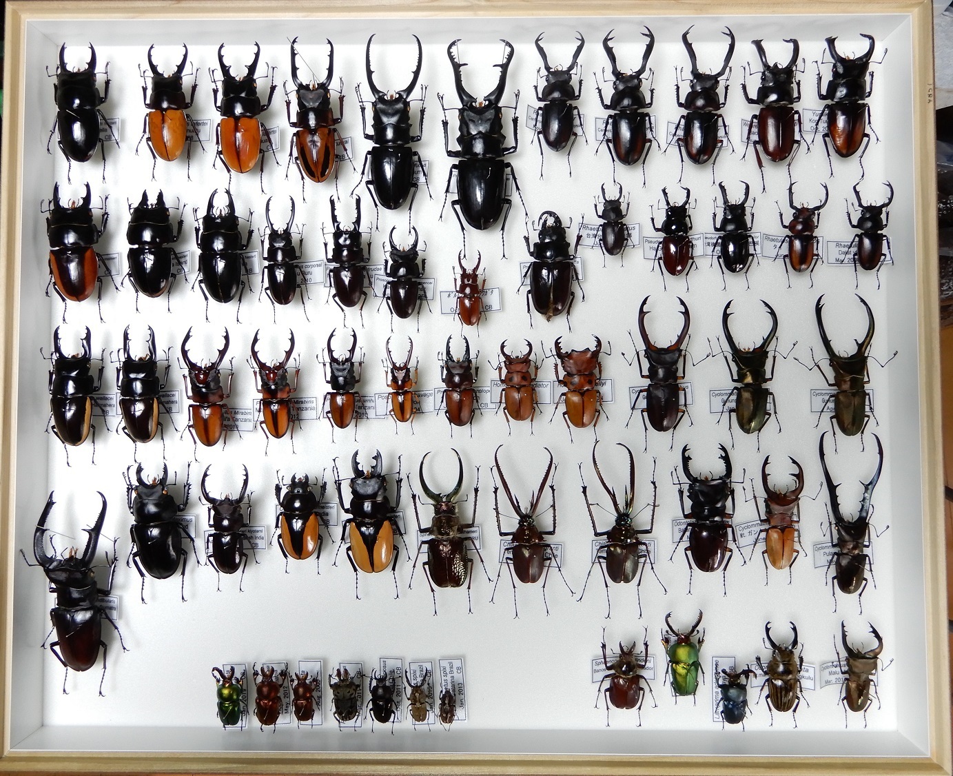 クワガタの昆虫標本: Beetles Breeding BLOG part2