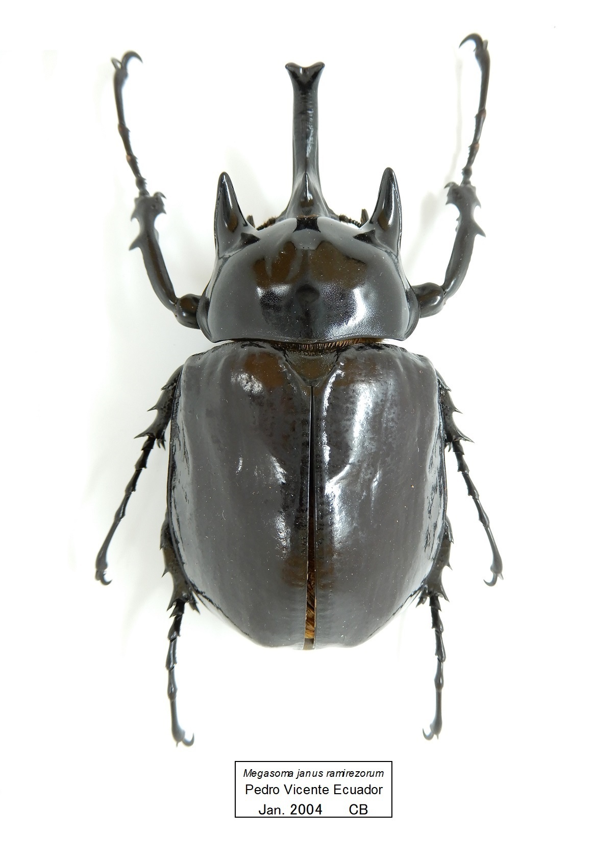 レア種]ラミレスゾウカブト（M.ヤヌス・ラミレス）初二令幼虫1匹 - 虫類