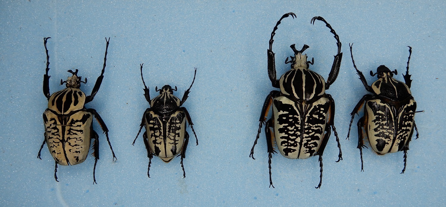 サザナミゴライアス 昆虫標本: Beetles Breeding BLOG part2