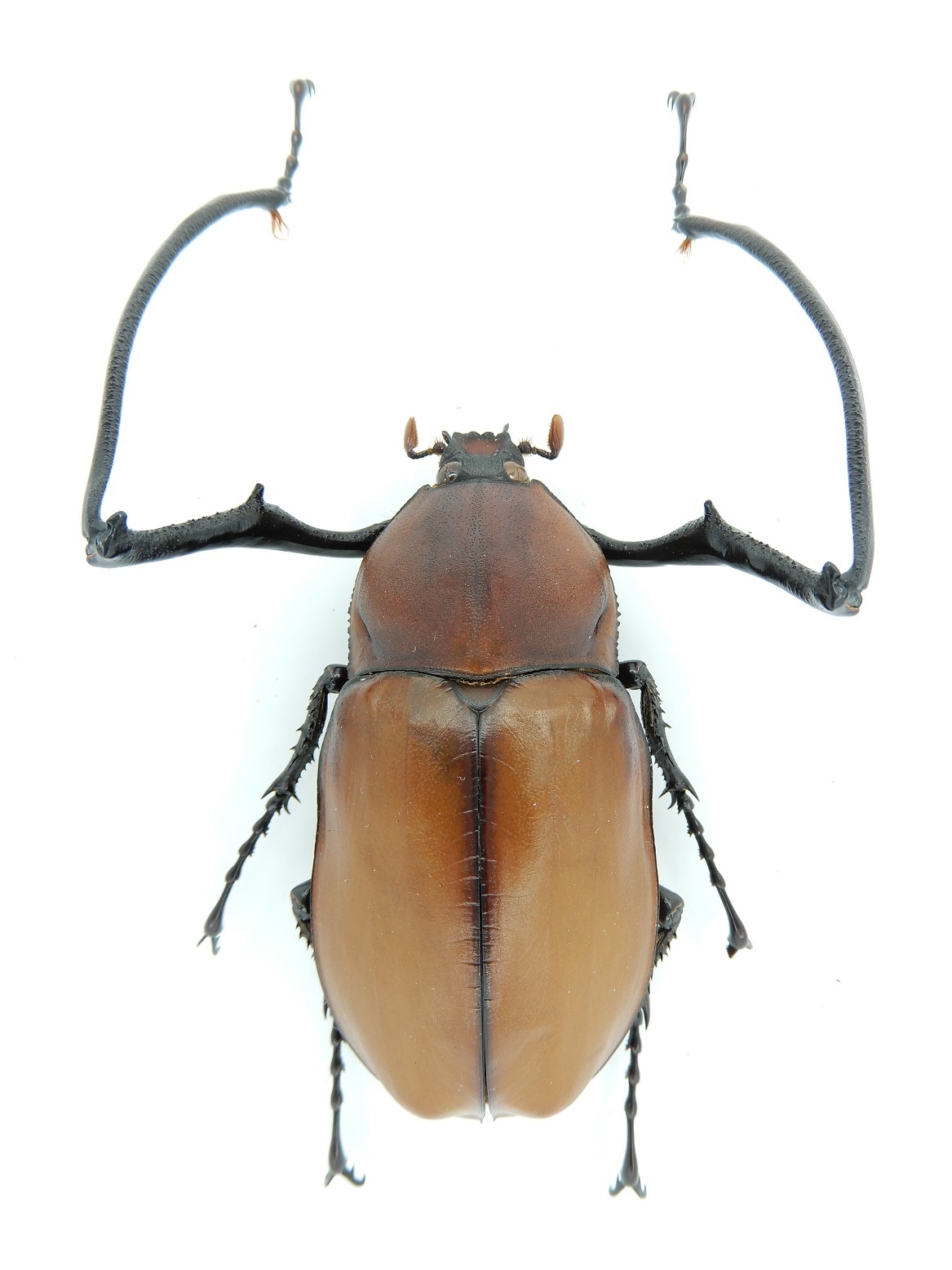 セラムドウナガテナガコガネ Euchirus longimanus: Beetles Breeding BLOG part2